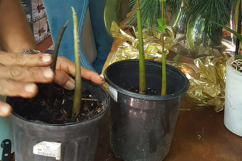 Hands pressing a young mangrove seedling into wet sand beside the sea