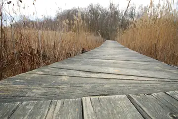 A wooden boardwalk leading to a wildlife viewing platform over a swamp