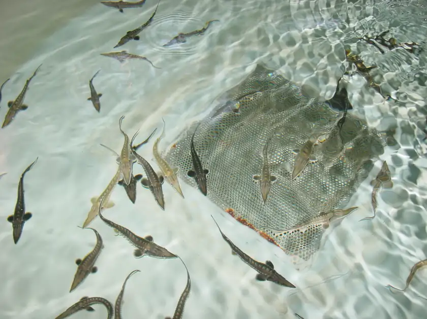 A juvenile Atlantic sturgeon held in a person's cupped hands