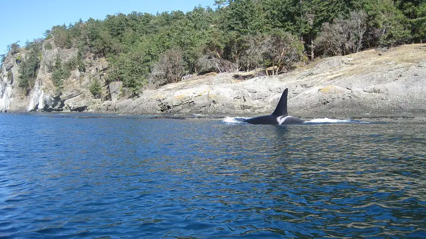 A Southern Resident orca surfacing in calm water