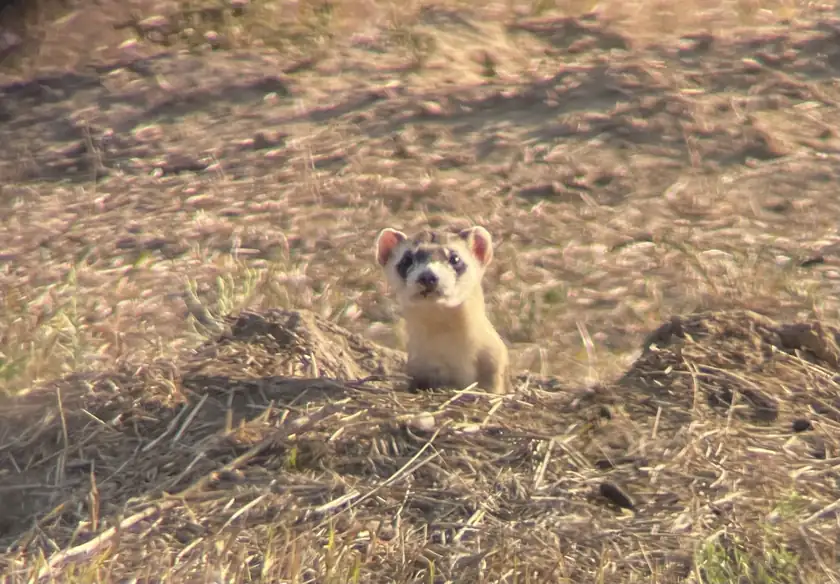 A black-footed ferret standing on sandy ground and looking toward the camera
