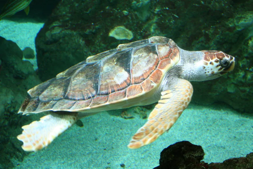 A loggerhead sea turtle swimming in an aquarium pool