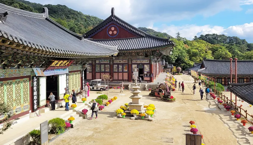 Wooden temple halls among trees at Haeinsa