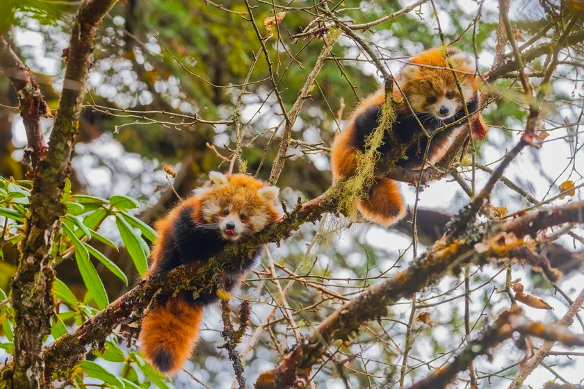 Two red pandas resting on mossy branches in a tree