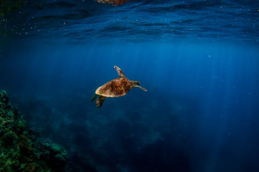 A green sea turtle swimming up toward the surface over a coral reef
