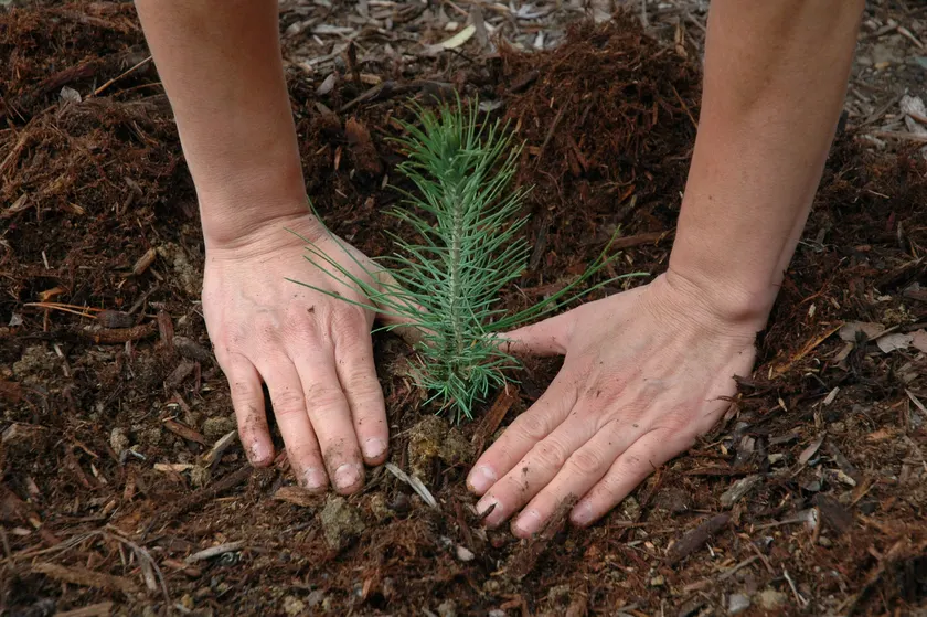 Hands pressing soil around a newly planted pine seedling