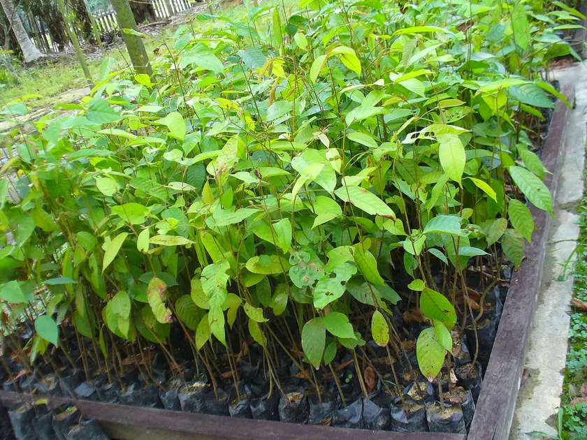 Rows of young meranti seedlings in nursery bags