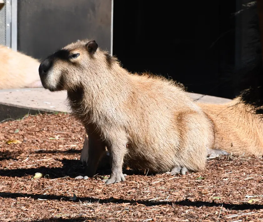 Two capybaras resting side by side on the ground