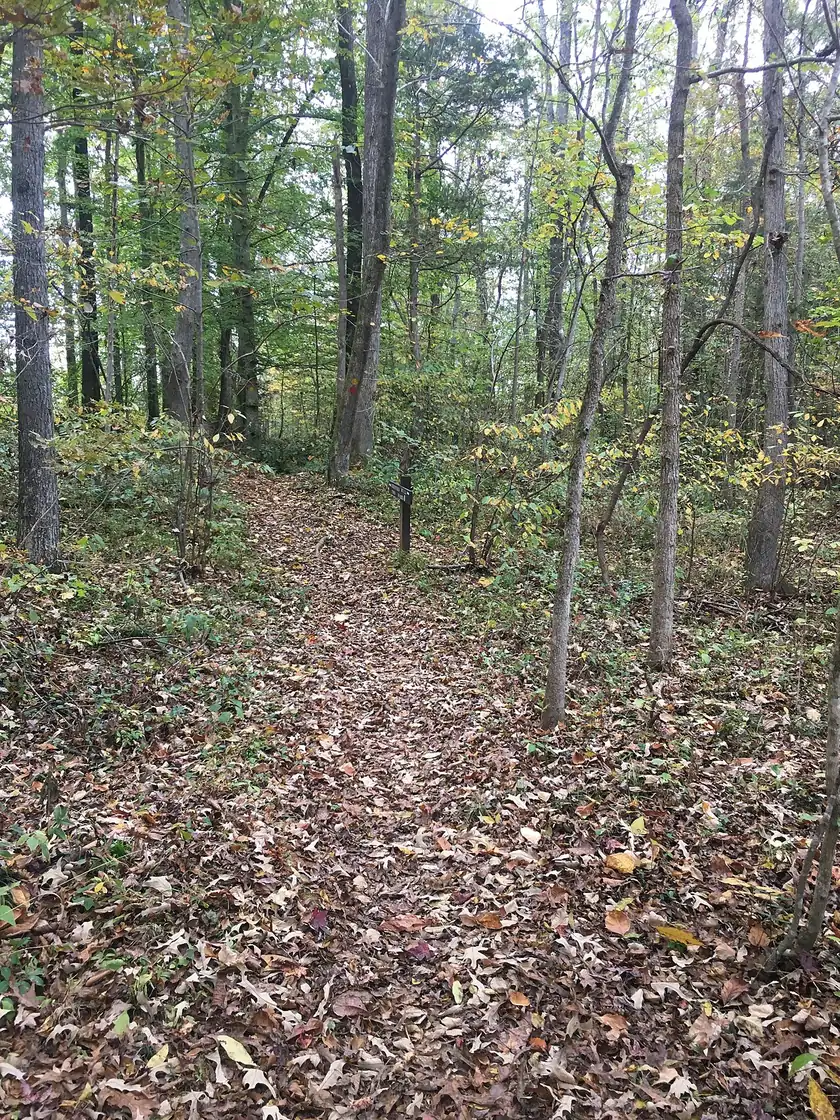 A narrow dirt hiking trail through a green forest