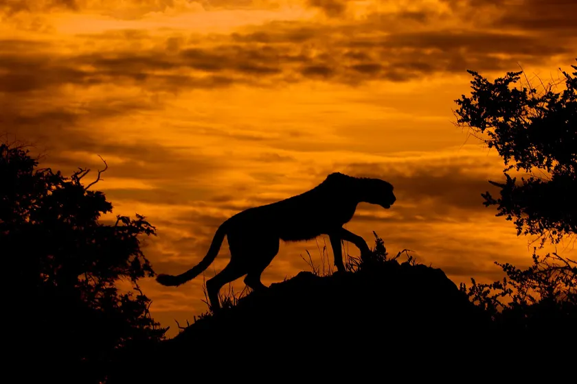 A cheetah walking through dry grass in warm evening light