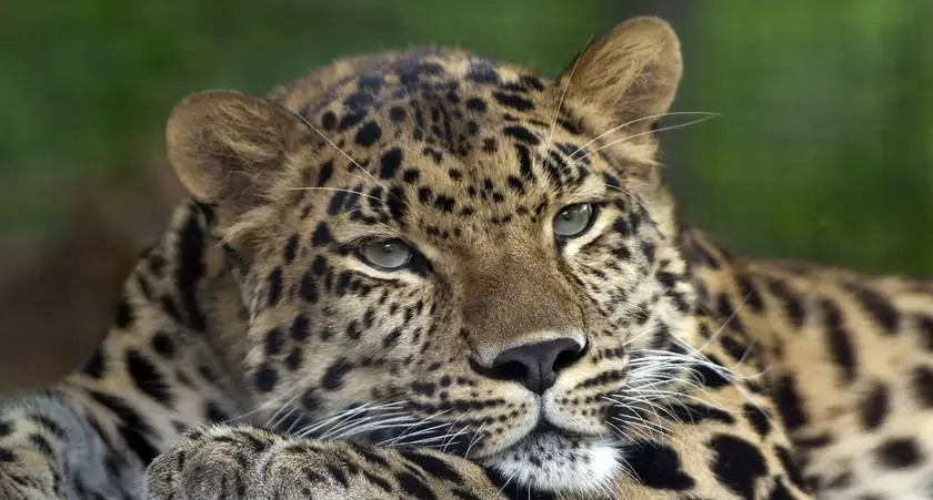 An adult Amur leopard walking through green brush