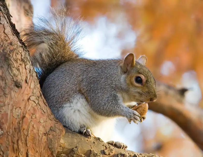 A gray squirrel sitting on a tree branch and holding food
