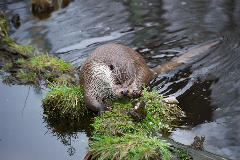 A wet European otter climbing onto a grassy bank at the edge of dark water