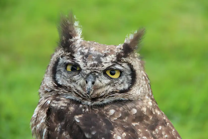 A great horned owl perched on a branch, facing the camera