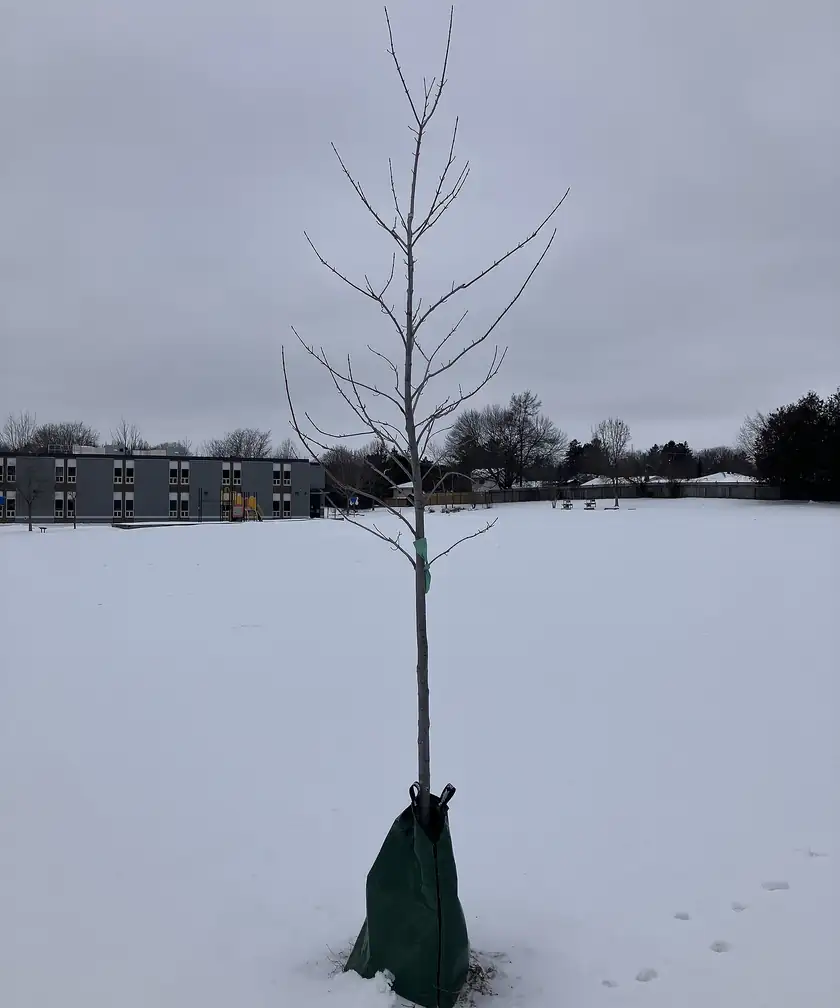 A newly planted sapling with a green watering bag at its base