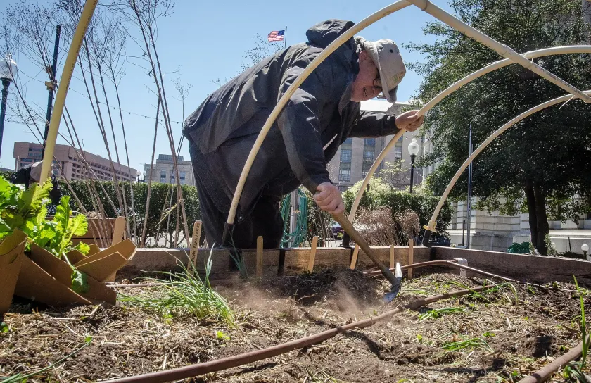 Hands pressing soil around a small green seedling in a garden bed