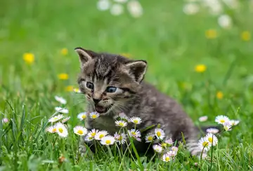 A small gray tabby kitten sitting on green grass