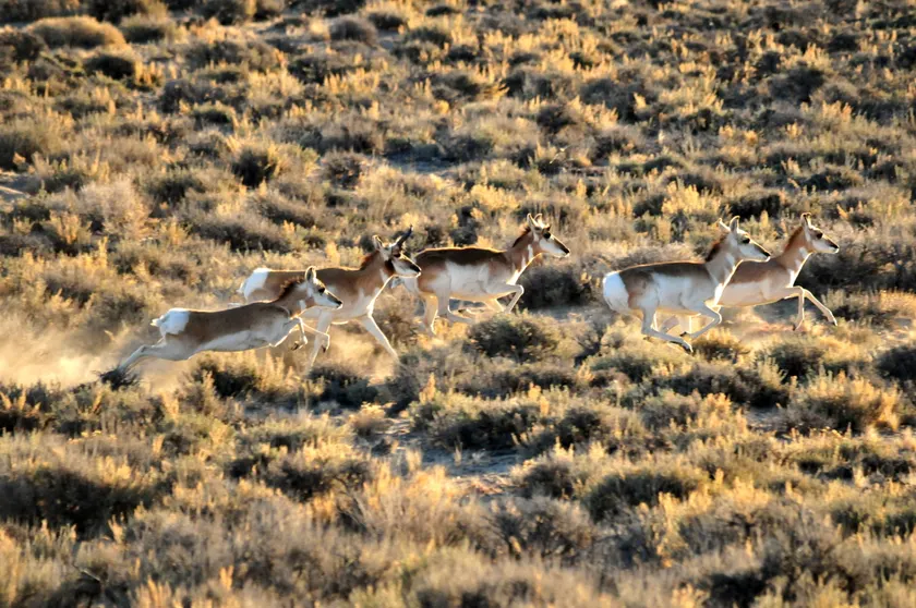 A pronghorn running across open grassland with snow-dusted mountains behind it