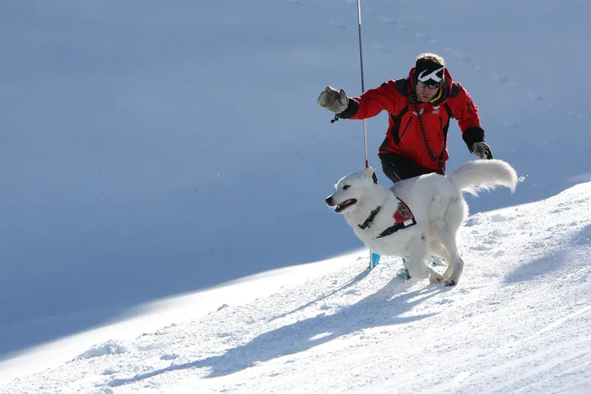 A white and brown search dog in deep snow, seen from behind a handler