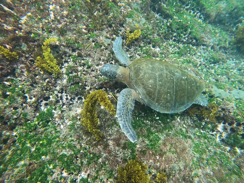 A green sea turtle swimming over a sunlit reef