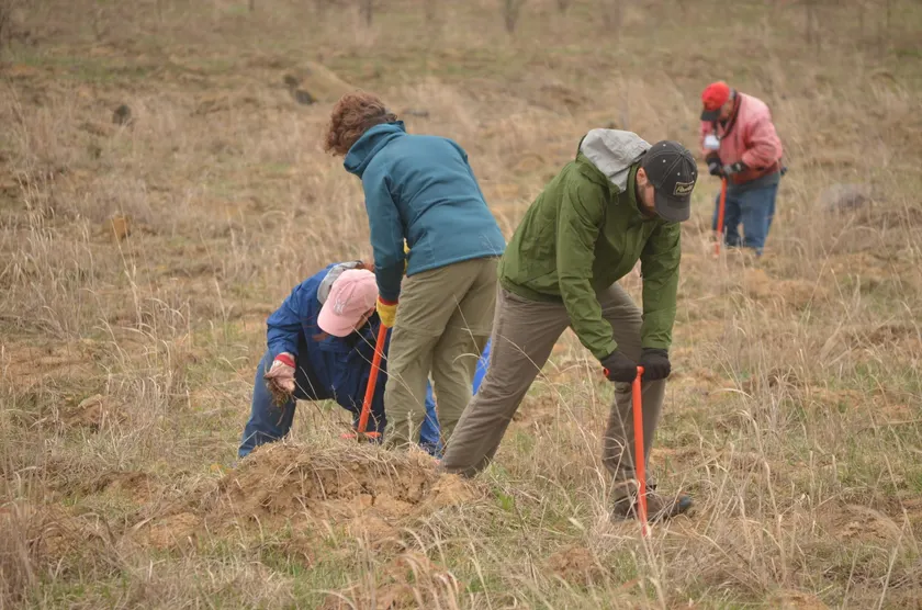 Volunteers using planting bars to set seedlings in an open field