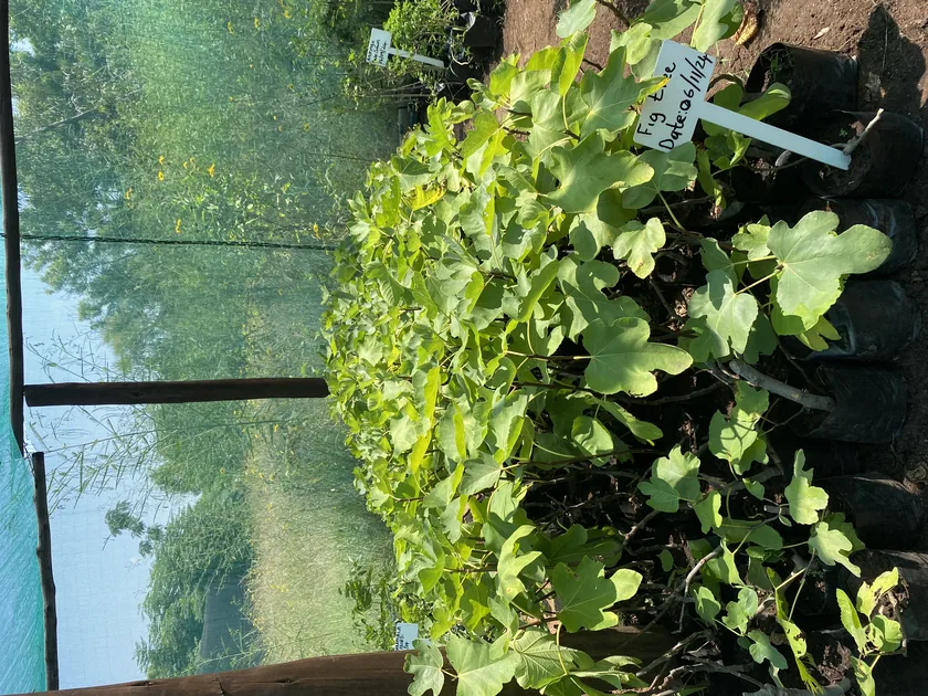Rows of young tree seedlings in nursery pots