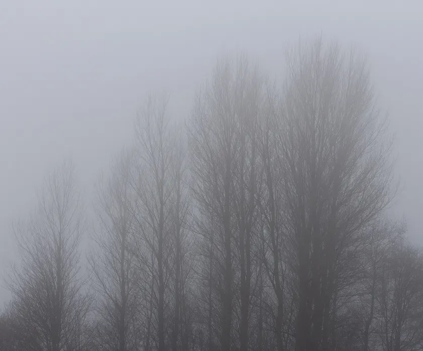 A row of tall black poplar trees with heavy trunks beside a grassy field