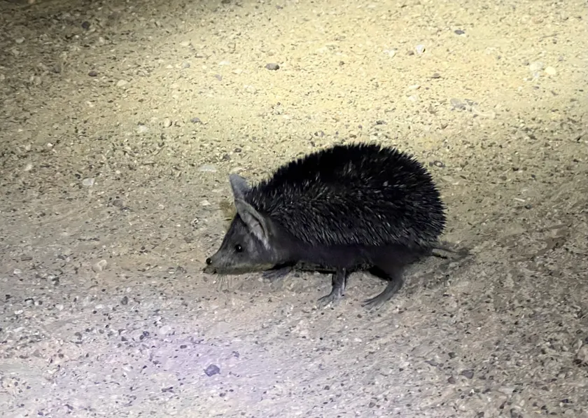 A small long-eared hedgehog standing on dry leaves and looking toward the camera