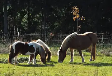 Shetland ponies and a flaxen horse standing in a sunny meadow