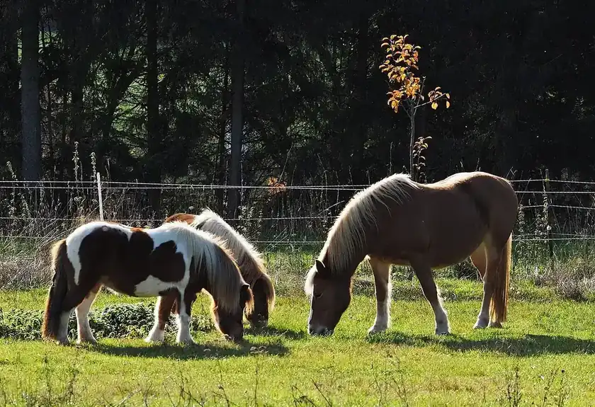 Shetland ponies and a flaxen horse standing in a sunny meadow