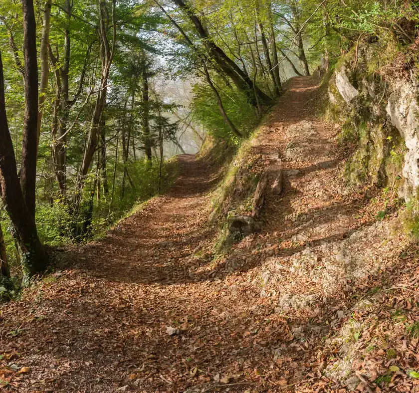 A narrow dirt path curving through a green forest