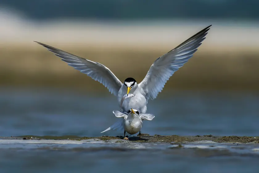 A little tern standing on a sandy riverbank