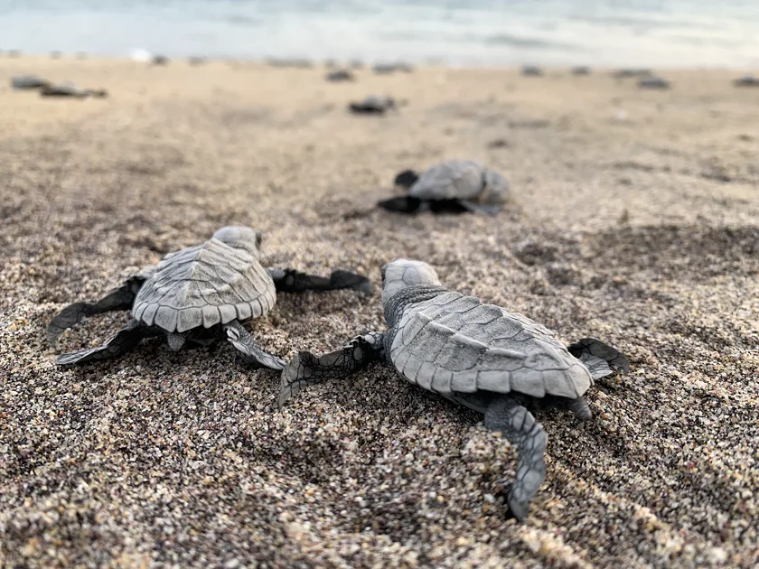 Olive ridley sea turtle hatchlings crawling across sand toward the water