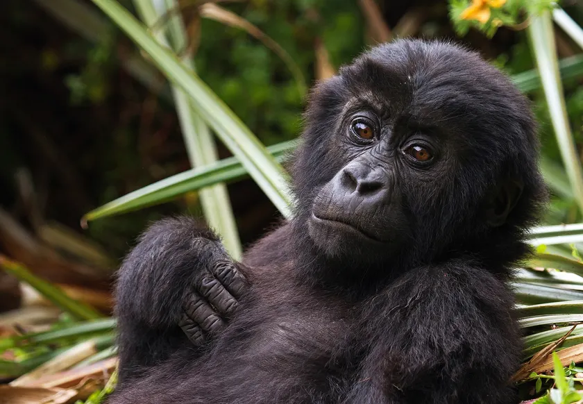 An infant eastern lowland gorilla sitting against a mossy tree in a forest
