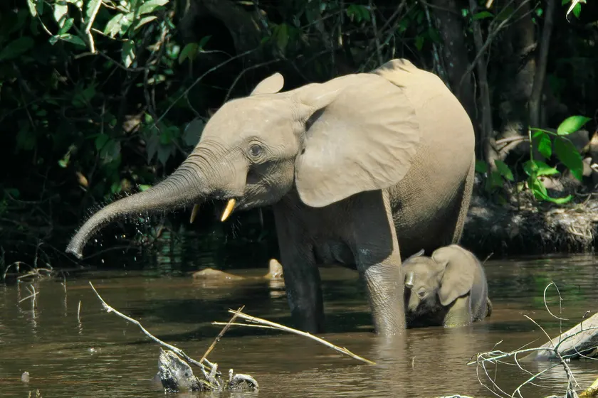 An African forest elephant standing in a shaded stream with a calf beside its legs