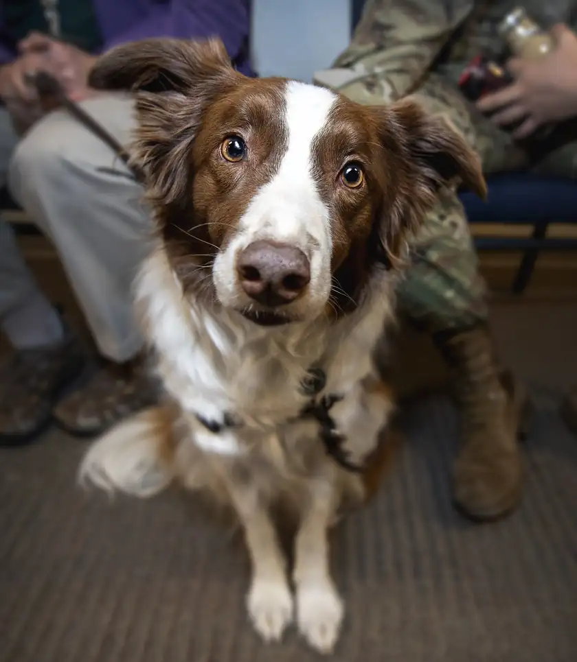 A brown and white therapy dog sitting on a carpet and looking at the camera