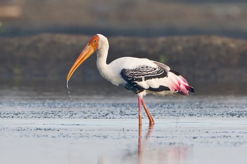 A painted stork standing in shallow water