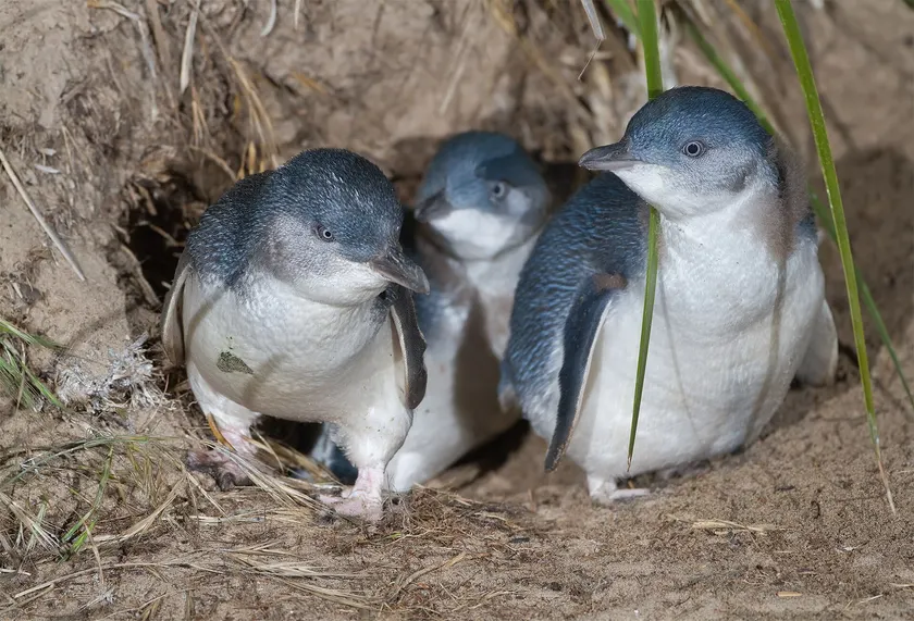 Three little penguins standing at the mouth of a sandy burrow