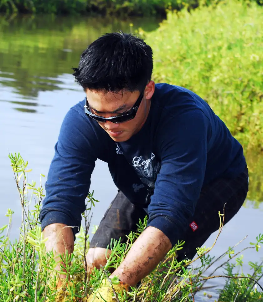 A volunteer pulling mangrove plants from a marsh
