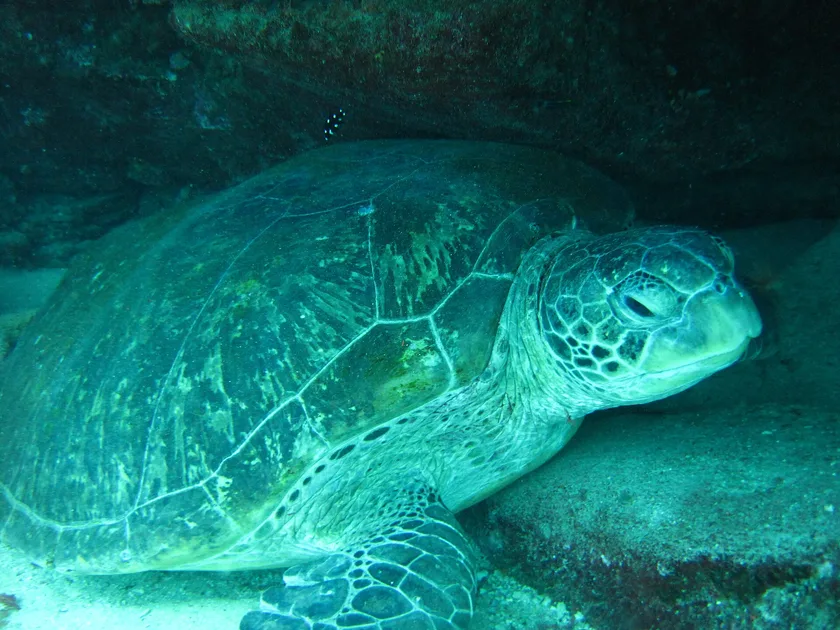 A green sea turtle swimming above a coral reef