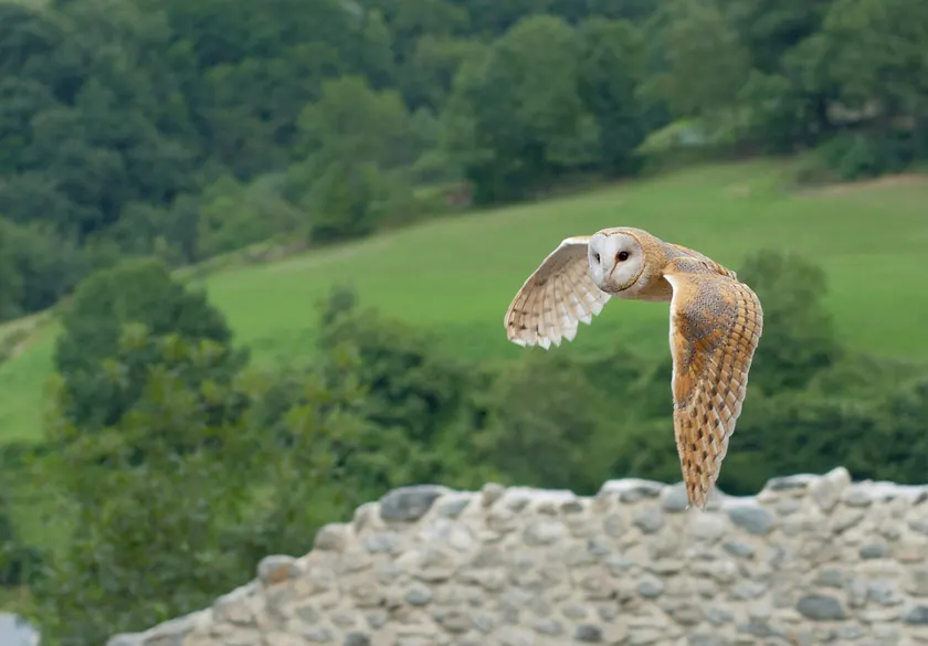 A barn owl flying with its wings spread and talons lowered