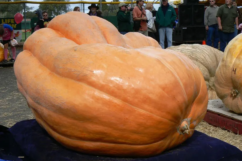 A very large orange pumpkin on a wooden pallet, with a white pickup truck behind it