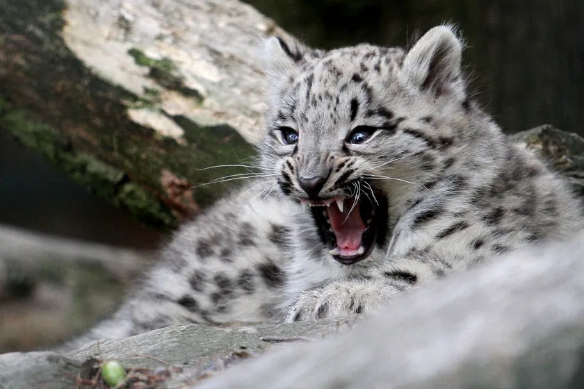 A snow leopard cub lying on a rock and looking toward the camera