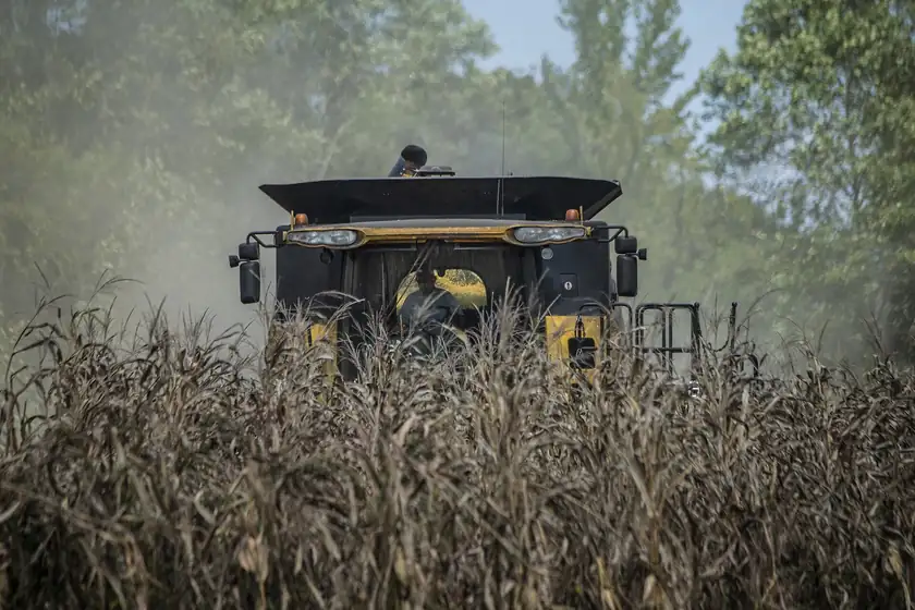 A farmer driving a combine through a field of ripe corn