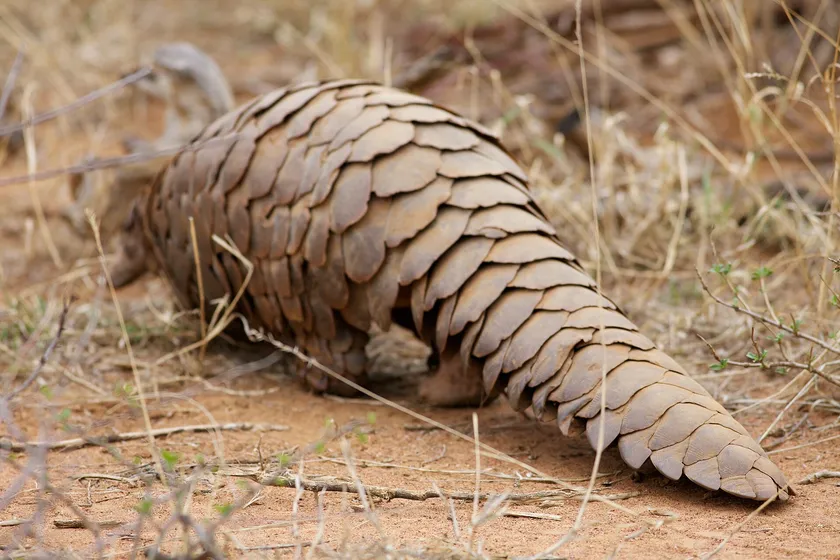 A ground pangolin walking across dry grass with its scaled back toward the camera