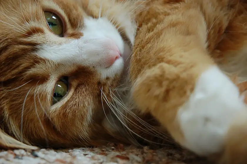 Close-up of an orange tabby cat's face