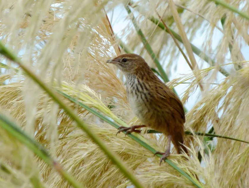 A small streaked brown fernbird perched among green wetland plants