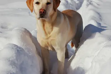 A yellow Labrador retriever standing in snow and looking toward the camera