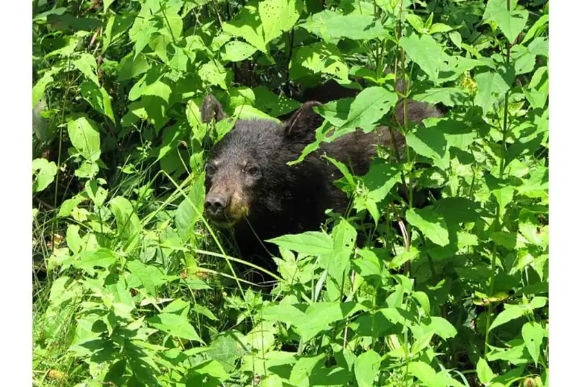 A black bear cub standing in green grass, with no people