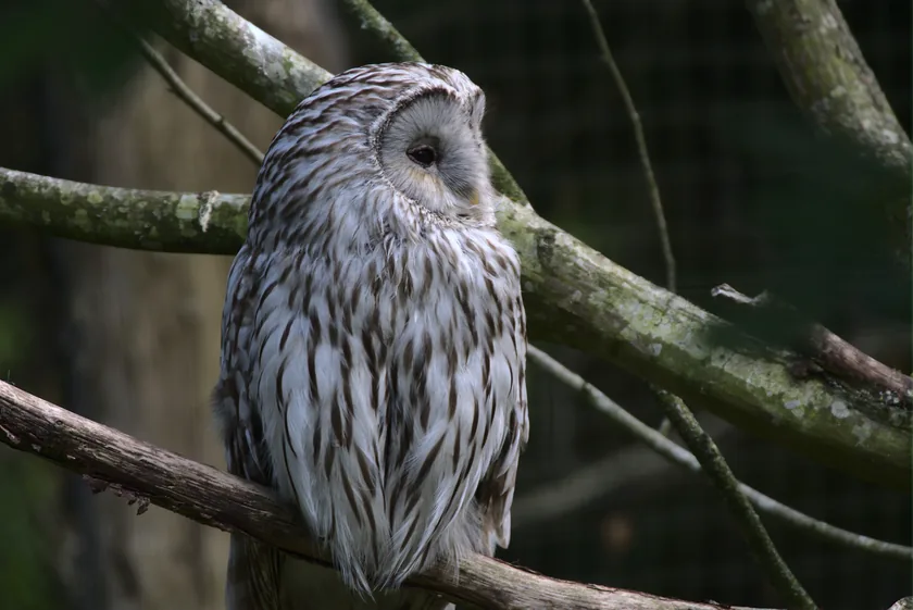 A Ural owl perched and facing the camera
